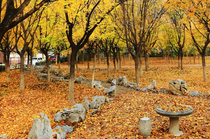 校園環(huán)境 
